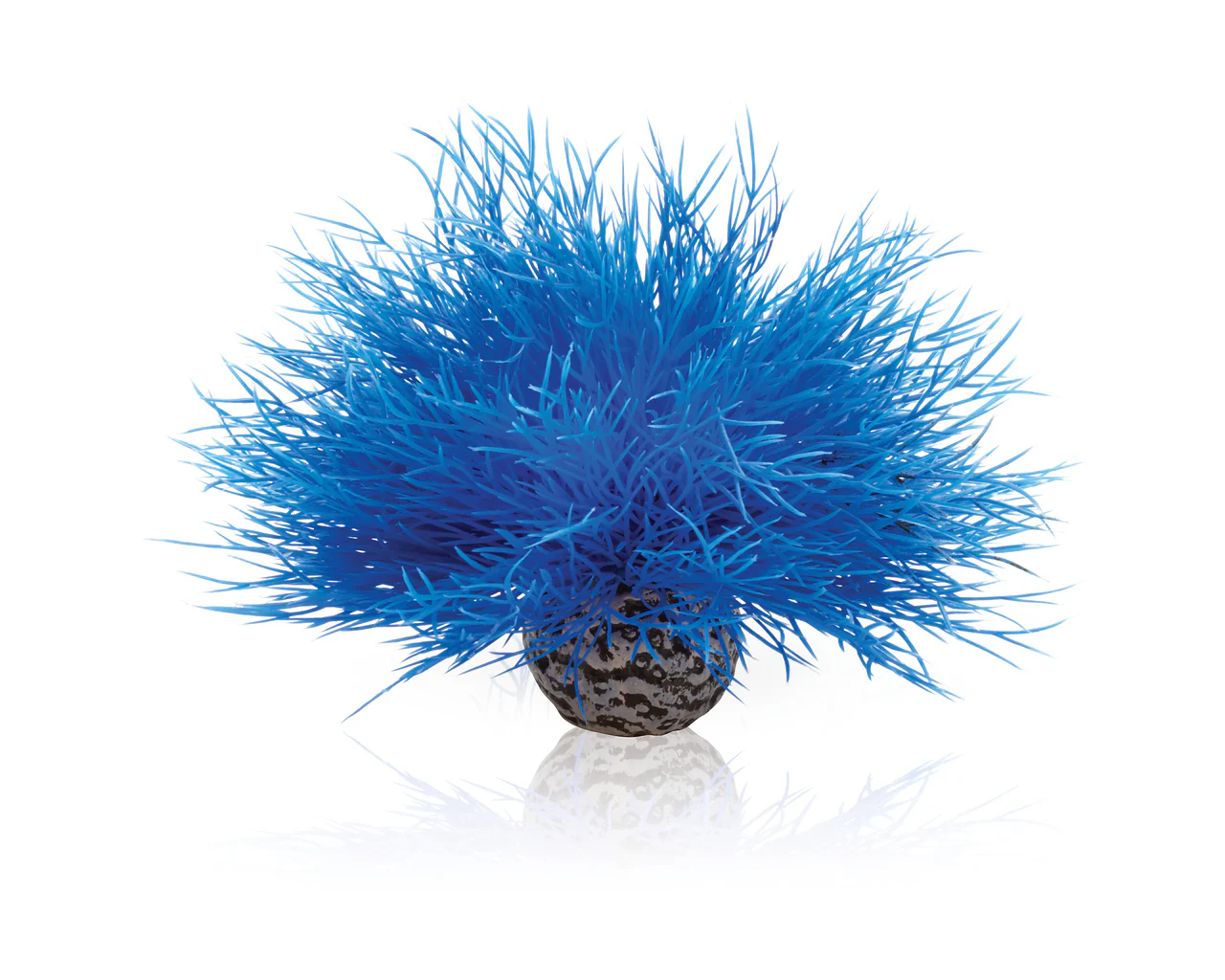 biOrb Aquarien Seelilie blau