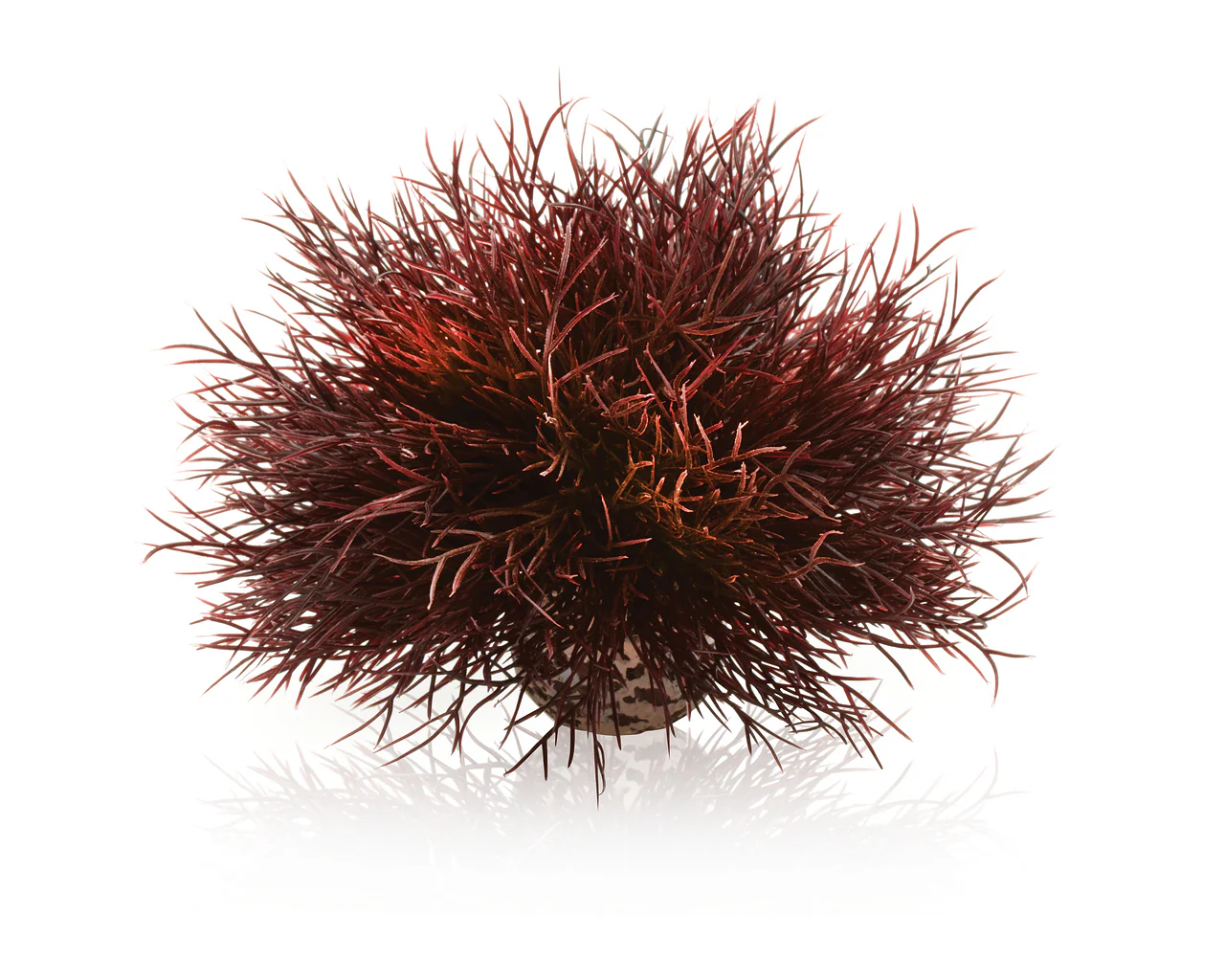 biOrb Aquarien Seelilie dunkelrot