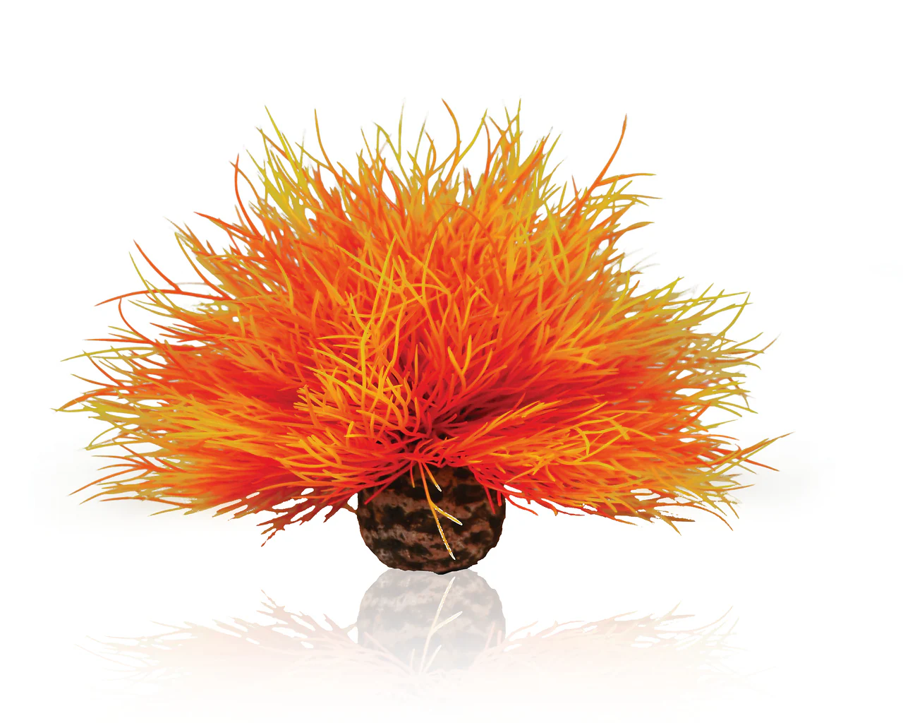 biOrb Aquarien Seelilie feuer