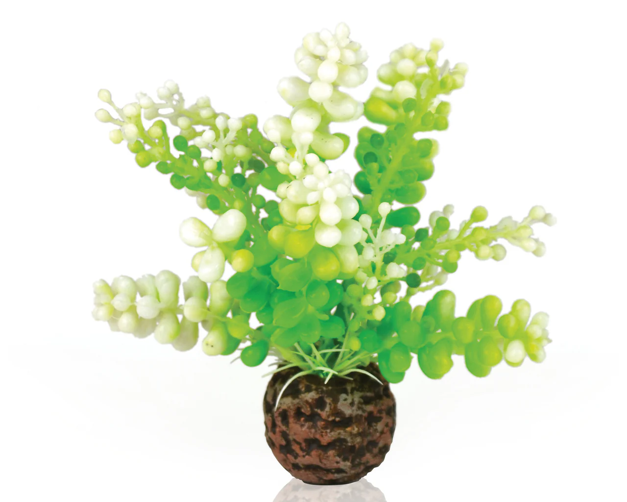 biOrb Aquarien Caulerpa grün