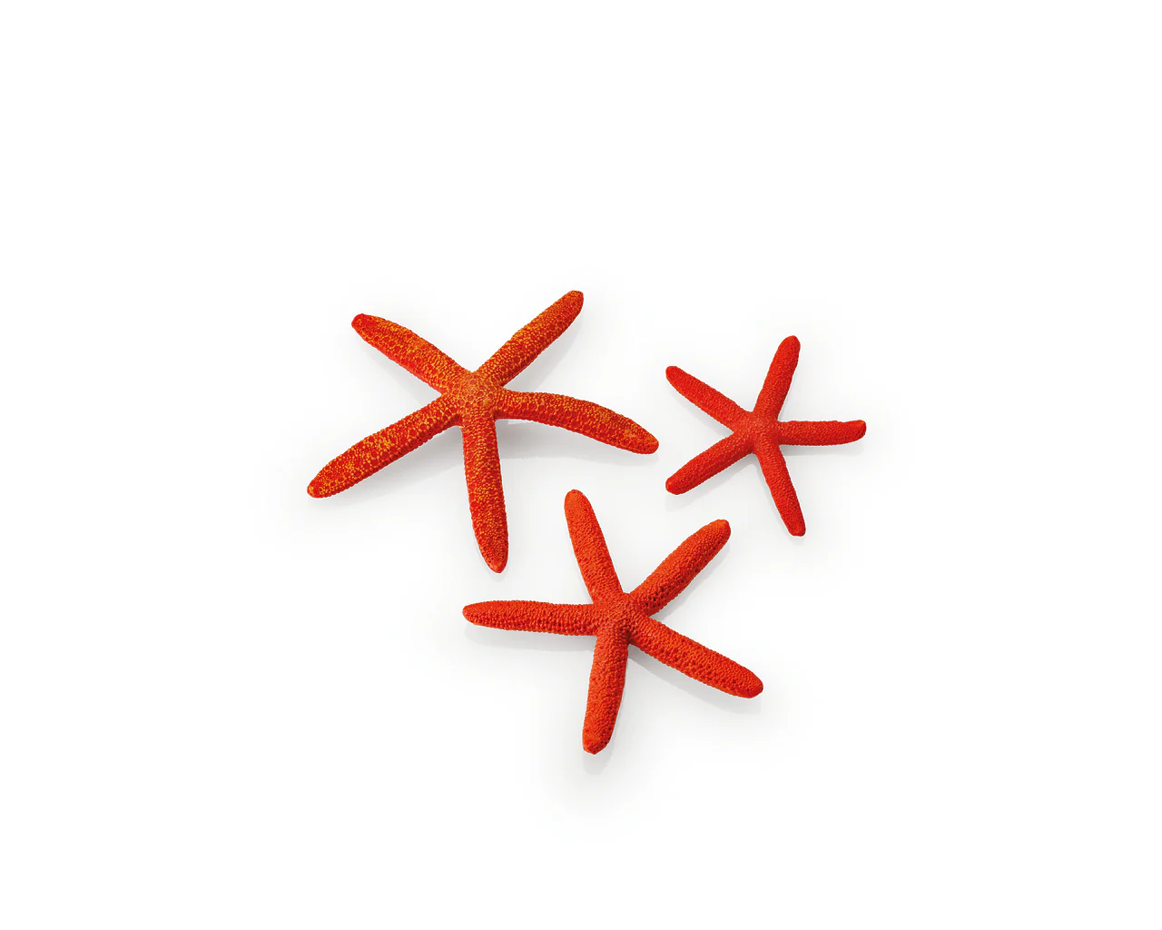 biOrb Seesterne Set 3 rot