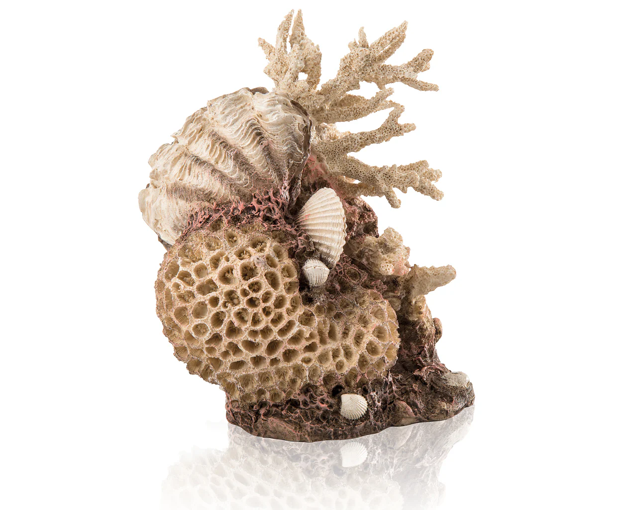 biOrb Korallen-Muschel Ornament natural