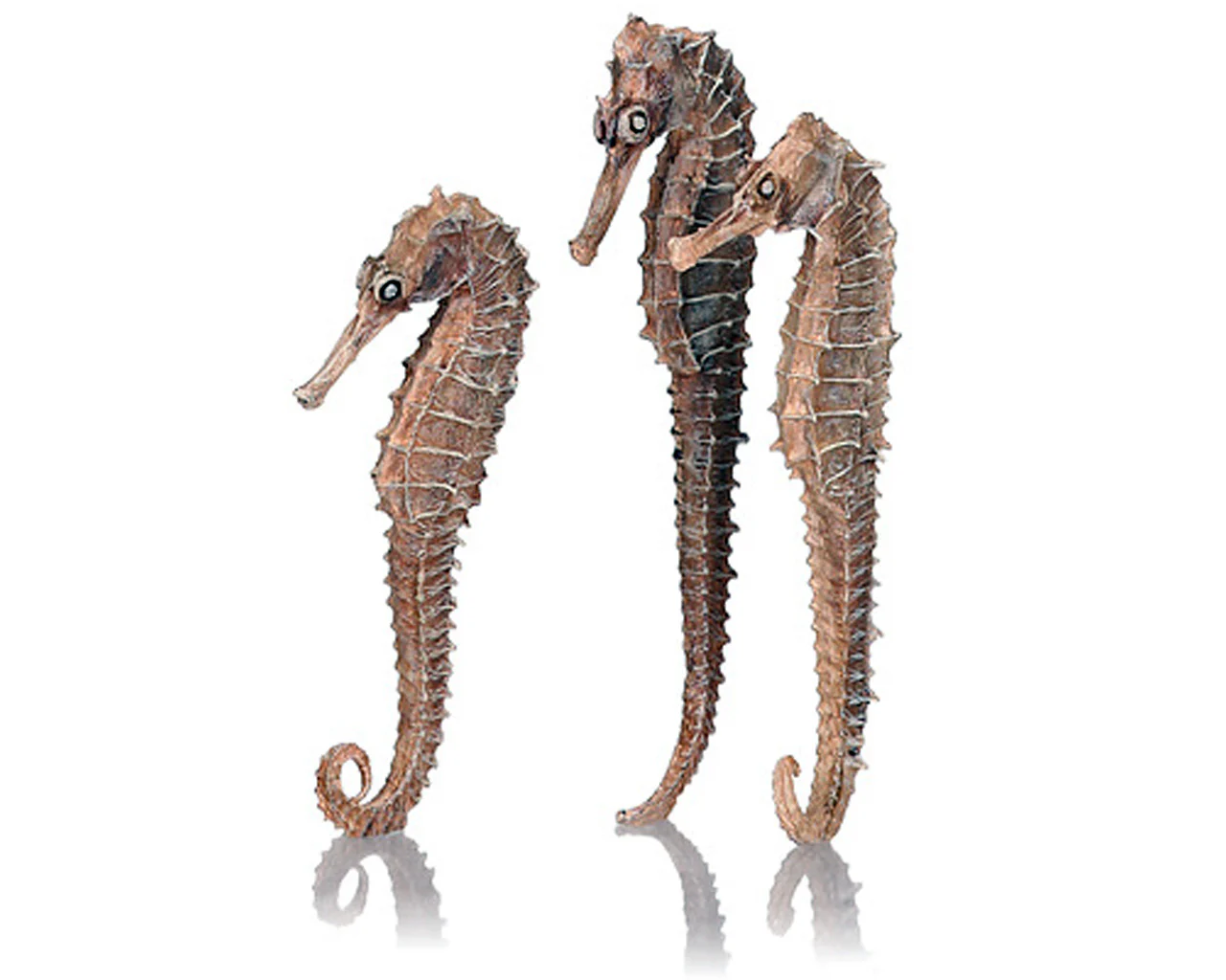 biOrb Seepferdchen 3er-Set natur